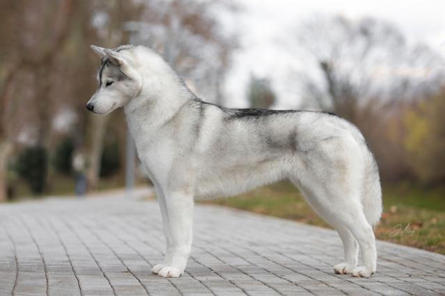 stav vrat ghibli.jpg